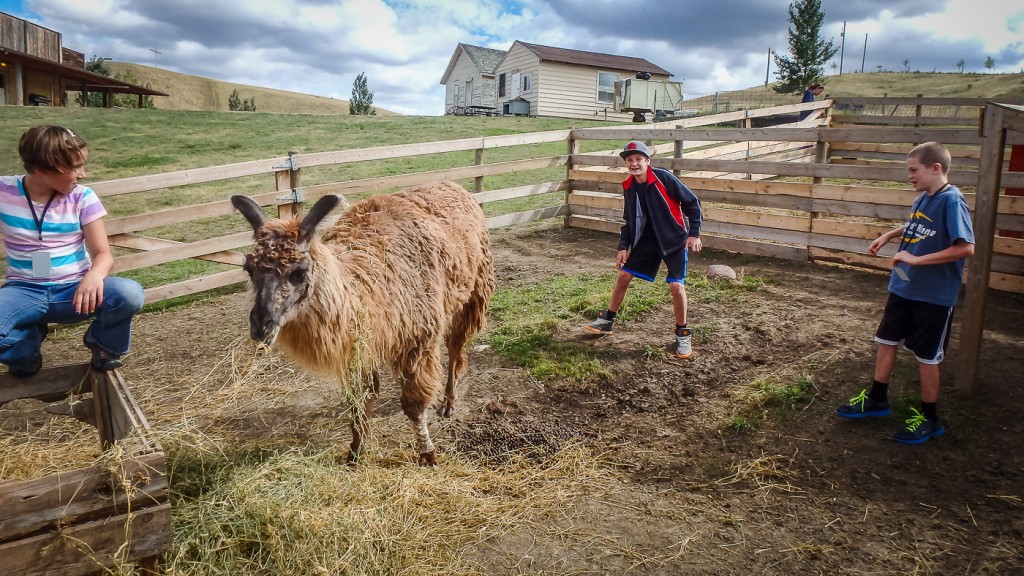 Is that an alpaca you're hanging out with?