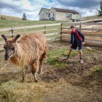 Is that an alpaca you're hanging out with?