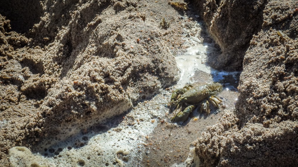 Crayfish in the lake