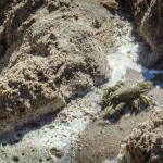 Crayfish in the lake
