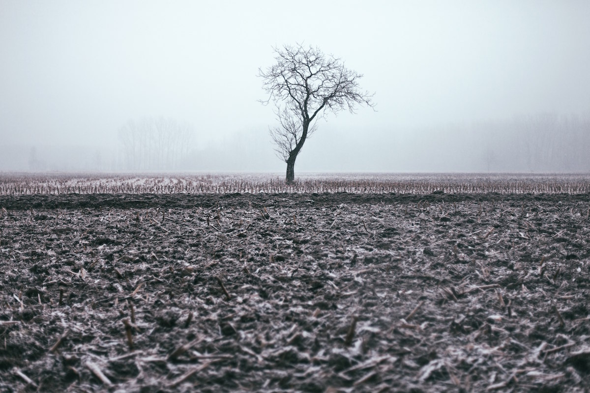 Lonely tree