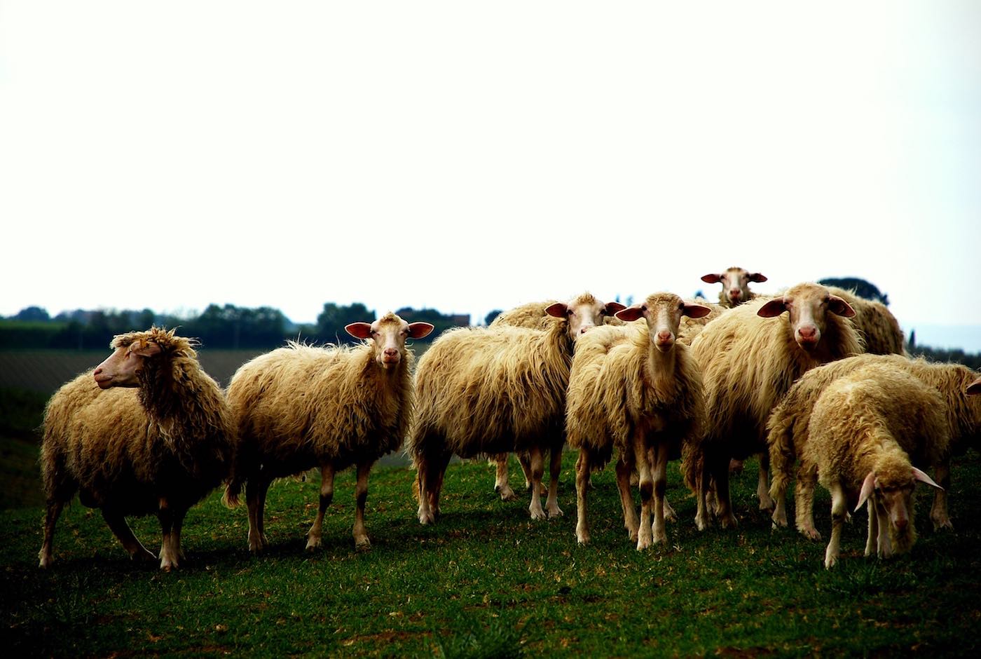 flock_of_sheep
